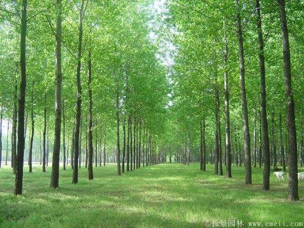 便宜的楊樹苗哪里有賣？