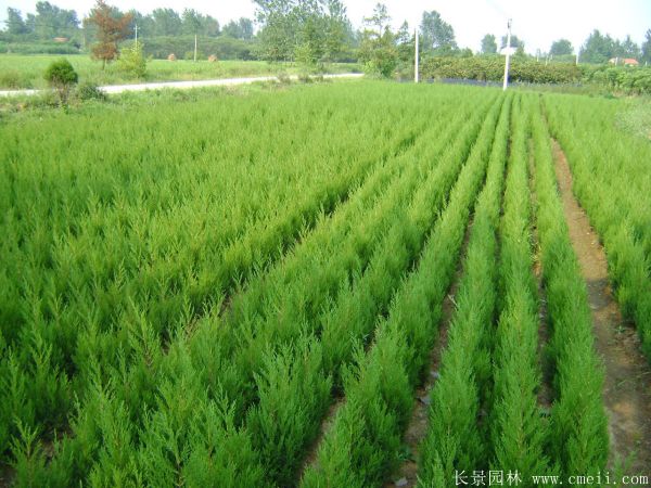 北京檜柏圖片 北京檜柏圖片