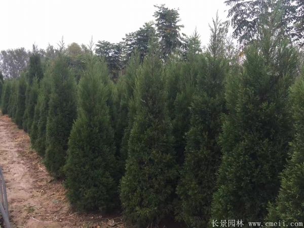 北京檜柏圖片 北京檜柏圖片