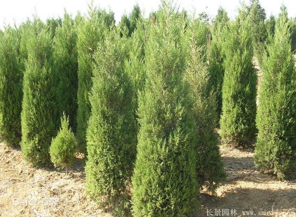 北京檜柏圖片 北京檜柏圖片