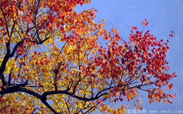 山烏桕圖片山烏桕苗木基地實(shí)拍