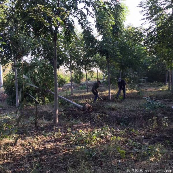 欒樹圖片欒樹基地 欒樹圖片欒樹基地