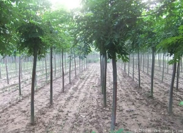 欒樹圖片欒樹基地 欒樹圖片欒樹基地