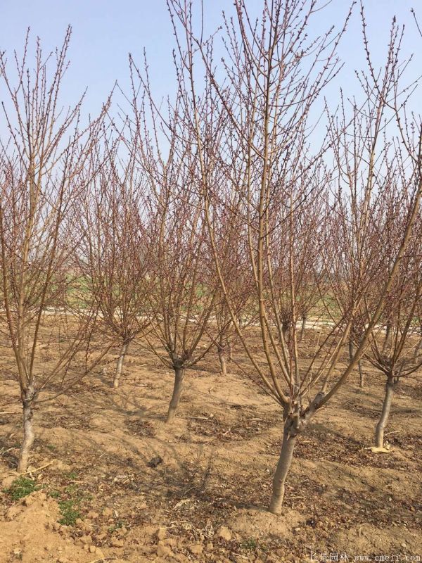 紅葉碧桃圖片紅葉碧桃基地實(shí)拍 紅葉碧桃圖片紅葉碧桃基地實(shí)拍