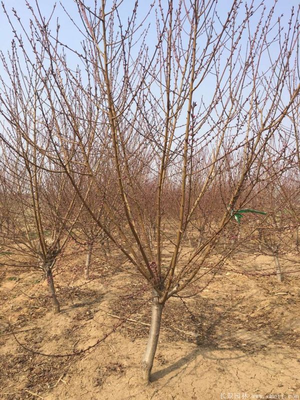 紅葉碧桃圖片紅葉碧桃基地實(shí)拍 紅葉碧桃圖片紅葉碧桃基地實(shí)拍