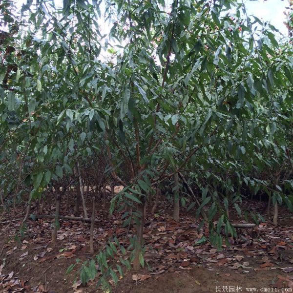 紅葉碧桃圖片紅葉碧桃基地實(shí)拍 紅葉碧桃圖片紅葉碧桃基地實(shí)拍