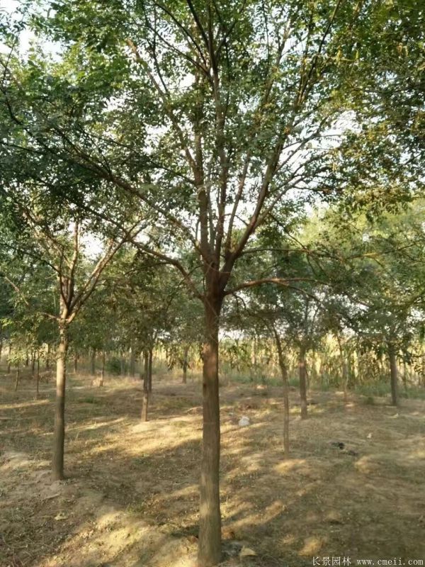 國(guó)槐圖片國(guó)槐基地實(shí)拍 國(guó)槐圖片國(guó)槐基地實(shí)拍