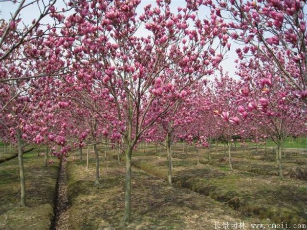 紫玉蘭圖片紫玉蘭基地實(shí)拍 紫玉蘭圖片紫玉蘭基地實(shí)拍