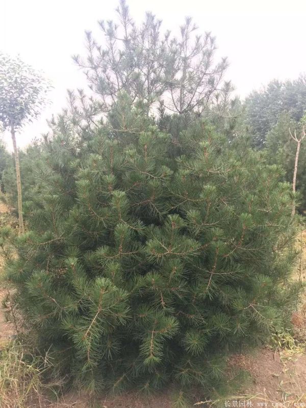 白皮松圖片白皮松基地實拍 白皮松圖片白皮松基地實拍