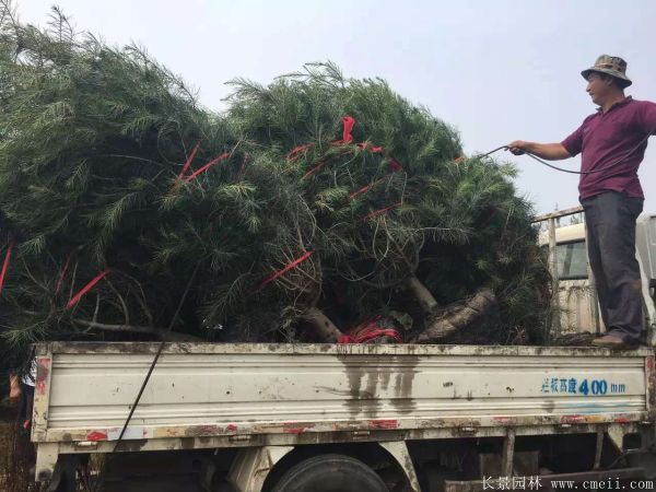 白皮松圖片白皮松基地實拍 白皮松圖片白皮松基地實拍