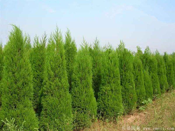 蜀檜圖片蜀檜基地實拍