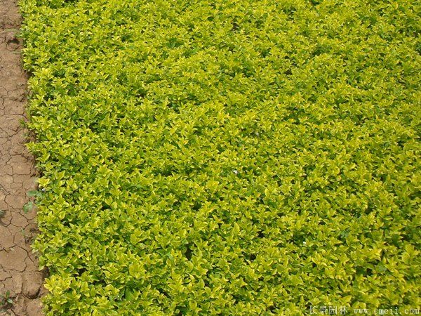 金葉女貞圖片基地實拍