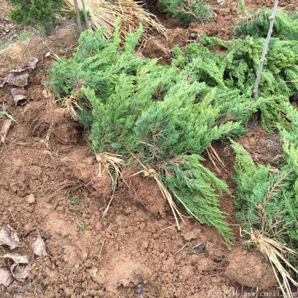 小龍柏圖片基地實(shí)拍