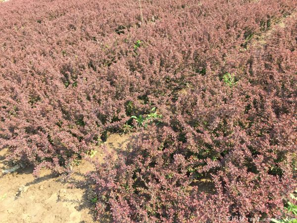 紅葉小檗圖片基地實(shí)拍 紅葉小檗圖片基地實(shí)拍