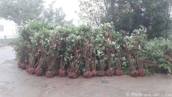 結(jié)香圖片基地實(shí)拍