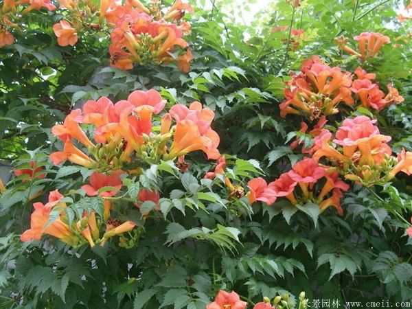 凌霄花圖片基地實(shí)拍 凌霄花圖片基地實(shí)拍