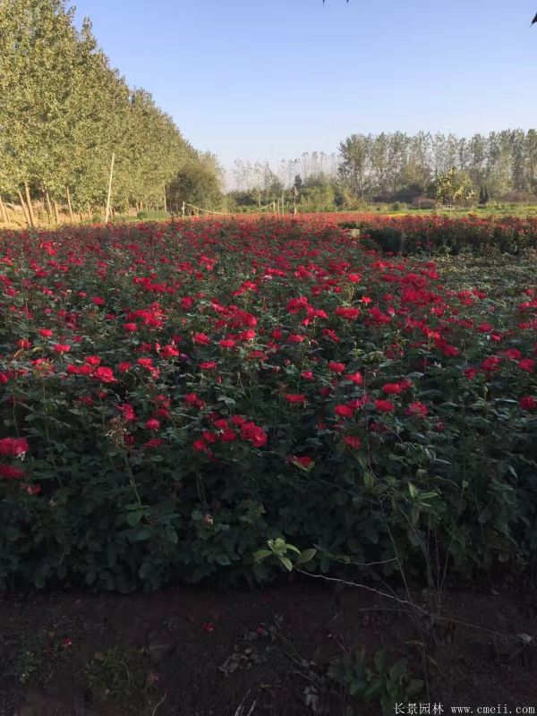 紅帽月季圖片基地實(shí)拍 紅帽月季圖片基地實(shí)拍