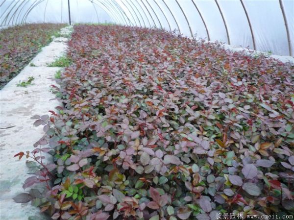 紅帽月季圖片基地實(shí)拍 紅帽月季圖片基地實(shí)拍