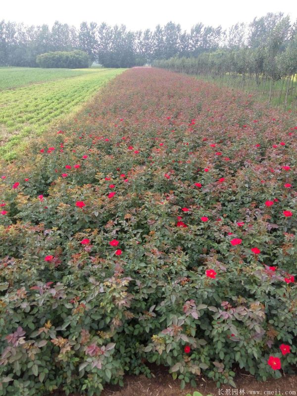 紅帽月季圖片基地實(shí)拍 紅帽月季圖片基地實(shí)拍
