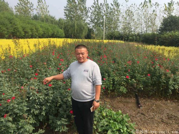 紅帽月季圖片基地實(shí)拍 紅帽月季圖片基地實(shí)拍