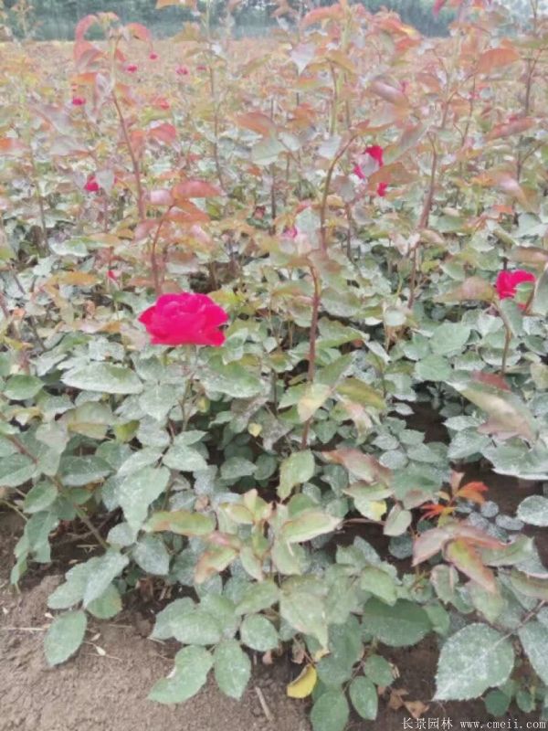 紅帽月季圖片基地實(shí)拍 紅帽月季圖片基地實(shí)拍