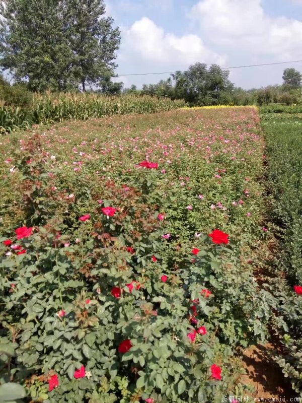 紅帽月季圖片基地實(shí)拍 紅帽月季圖片基地實(shí)拍