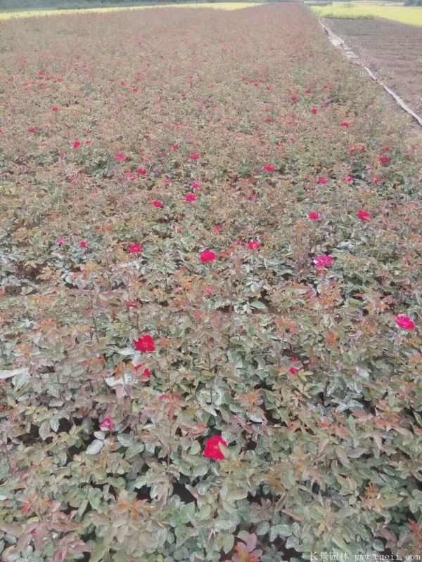 紅帽月季圖片基地實(shí)拍 紅帽月季圖片基地實(shí)拍