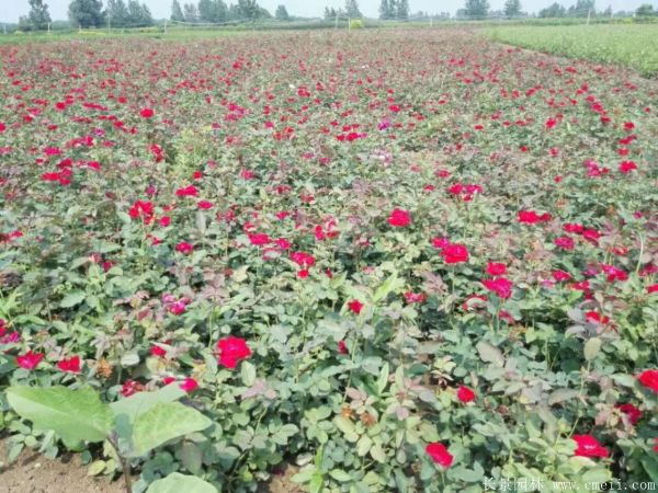 紅帽月季圖片基地實(shí)拍 紅帽月季圖片基地實(shí)拍