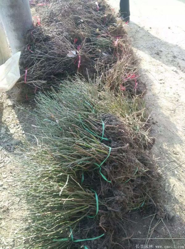 紅帽月季圖片基地實(shí)拍 紅帽月季圖片基地實(shí)拍