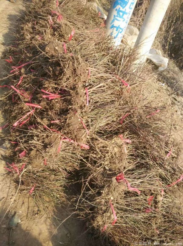 紅帽月季圖片基地實(shí)拍 紅帽月季圖片基地實(shí)拍