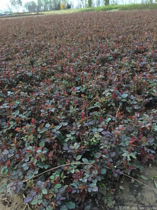 紅帽月季圖片基地實(shí)拍 紅帽月季圖片基地實(shí)拍