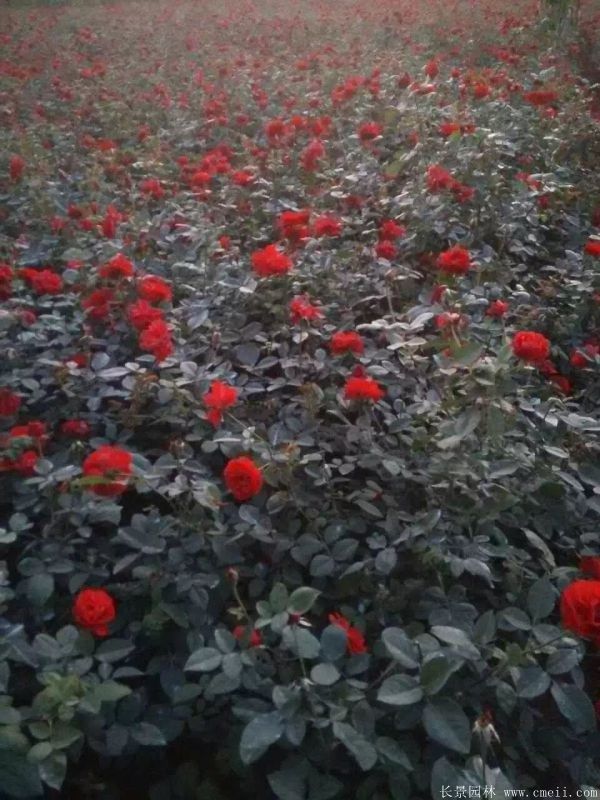 紅帽月季圖片基地實(shí)拍 紅帽月季圖片基地實(shí)拍