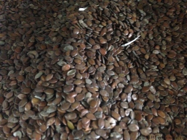 合歡種子圖片 合歡種子圖片