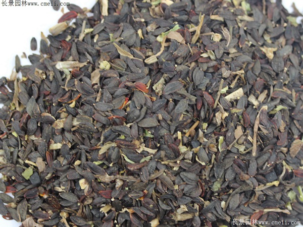 苦荬菜種子發(fā)芽出苗圖片 苦荬菜種子發(fā)芽出苗圖片