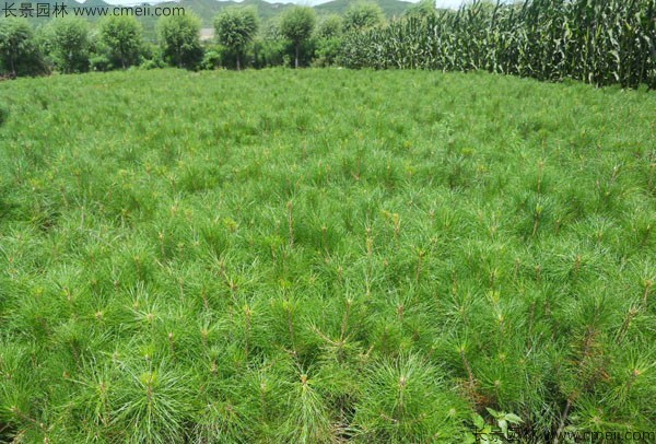 華山松種子發(fā)芽出苗圖片