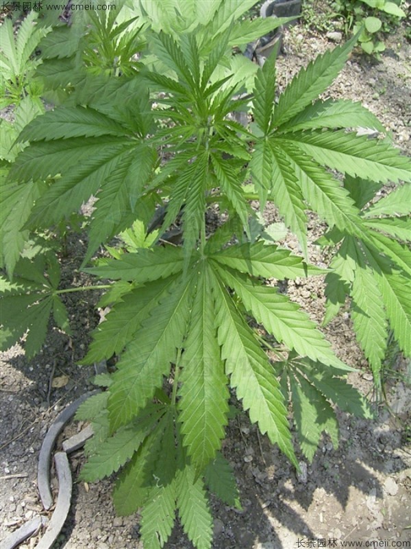 火麻種子圖片 火麻種子圖片