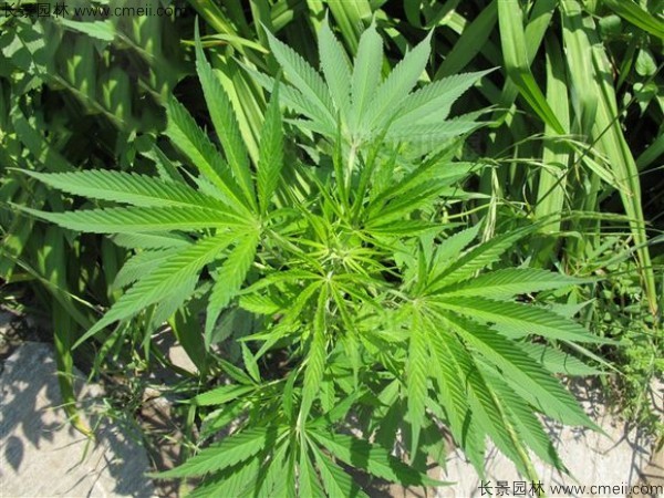 火麻種子圖片 火麻種子圖片