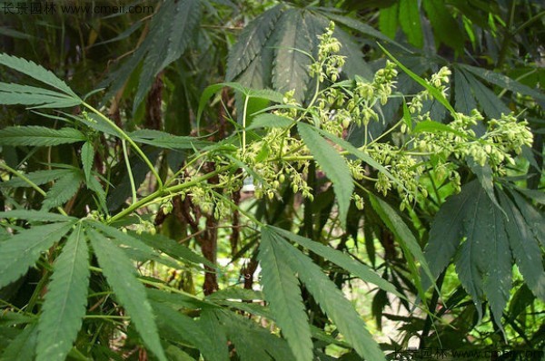 火麻種子圖片 火麻種子圖片