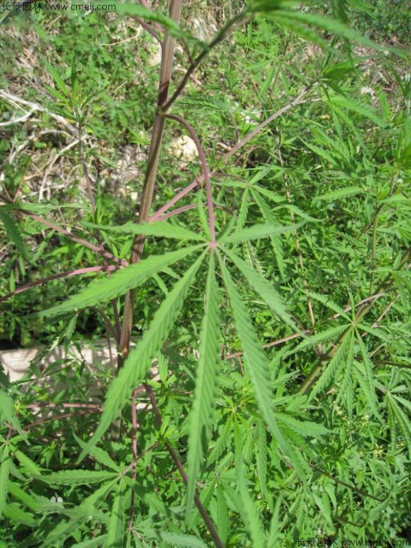 火麻種子圖片 火麻種子圖片