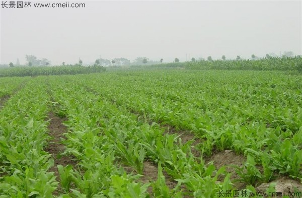 魯梅克斯種子發(fā)芽出苗圖片