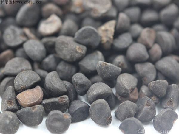 牽?；ǚN子圖片