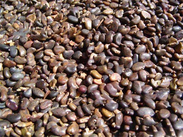 水臘水蠟種子圖片