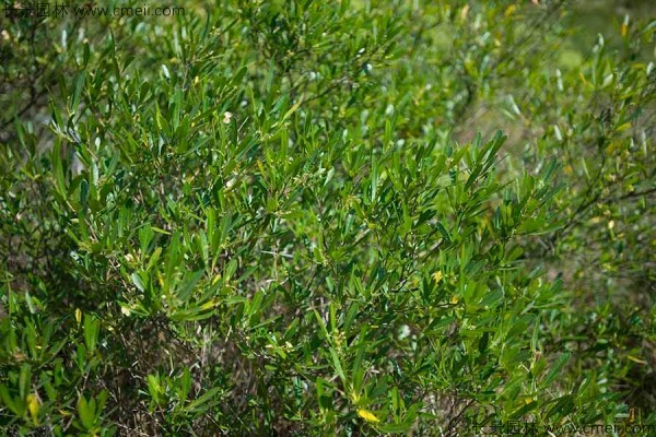 車桑種子發(fā)芽出苗圖片 車桑種子發(fā)芽出苗圖片
