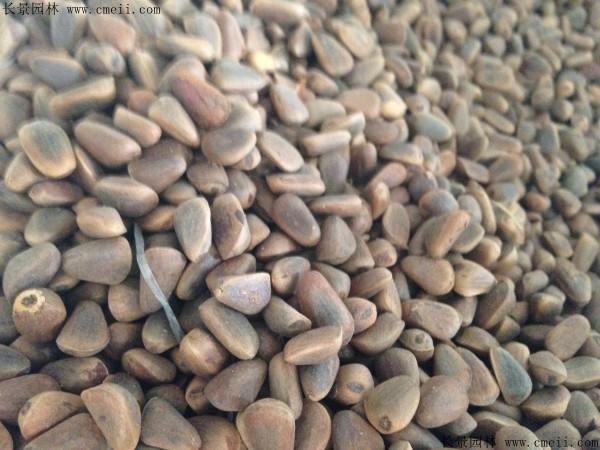 紅松種子圖片 紅松種子圖片