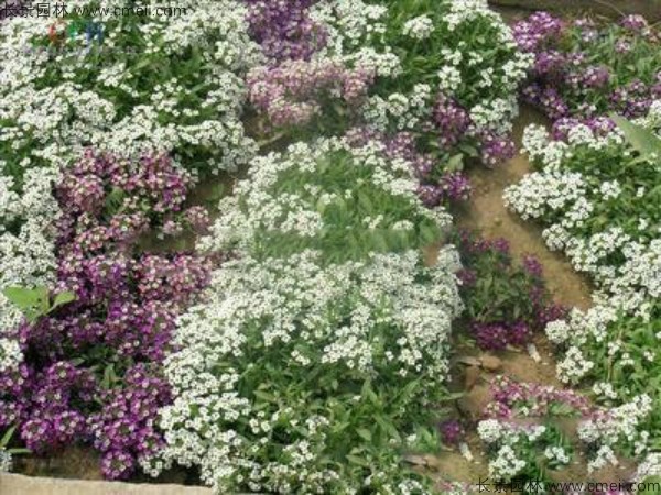 香雪球種子發(fā)芽出苗開花圖片 香雪球種子發(fā)芽出苗開花圖片