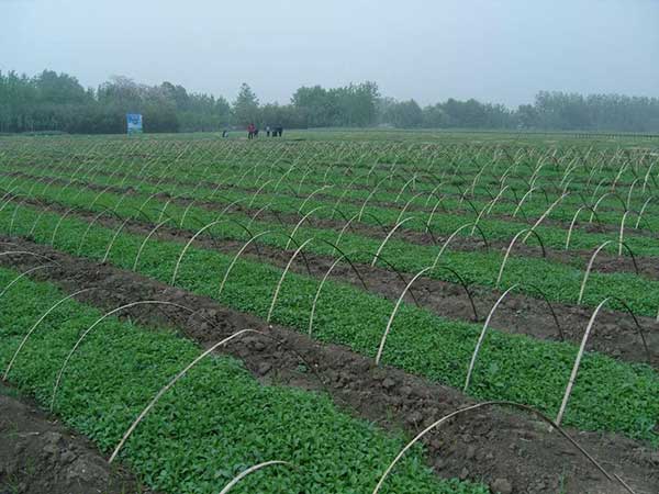 甜葉菊種子發(fā)芽出苗圖片