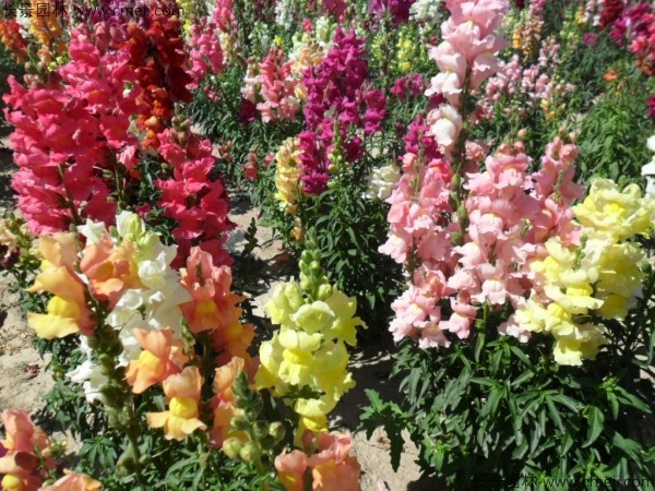 金魚草的花期有多長時(shí)間