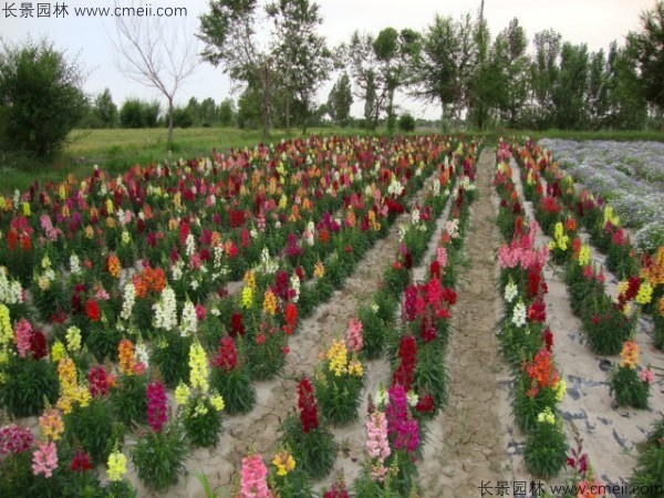 金魚草的花期有多長時(shí)間