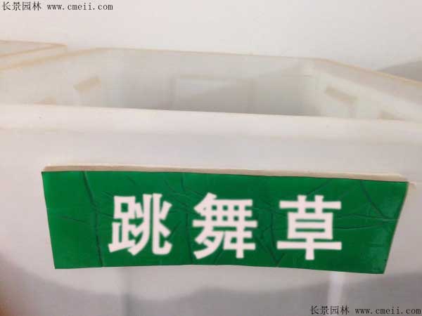 跳舞草種子圖片