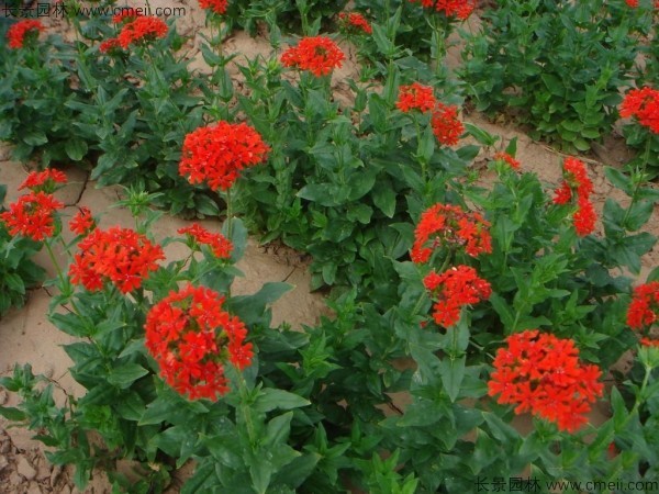 剪秋羅種子發(fā)芽出苗開花圖片 剪秋羅種子發(fā)芽出苗開花圖片